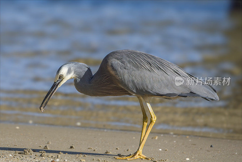 蓝鹭(Ardea herodias)